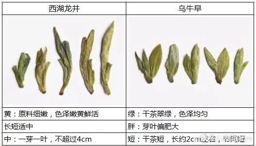 烏牛早和龍井的區別圖片，龍井43號和烏牛早茶的對比