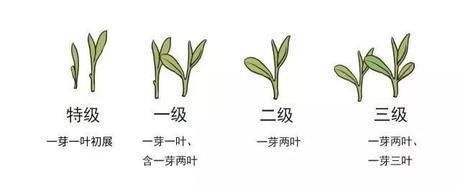 烏牛早和龍井的區別圖片，龍井43號和烏牛早茶的對比