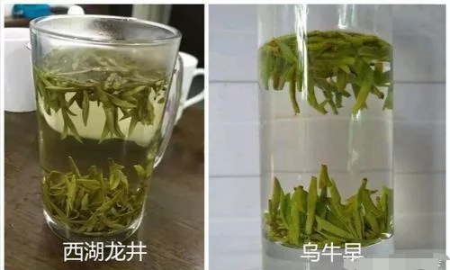 烏牛早和龍井的區別圖片，龍井43號和烏牛早茶的對比