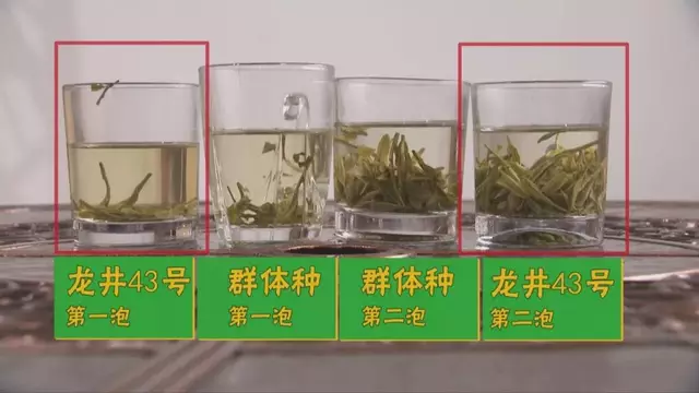 烏牛早和龍井的區別圖片，龍井43號和烏牛早茶的對比