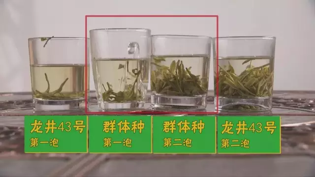 烏牛早和龍井的區別圖片，龍井43號和烏牛早茶的對比