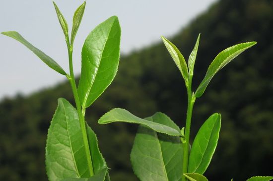 單樅茶什么季節最好喝，鳳凰單叢茶春茶好還是秋茶好？