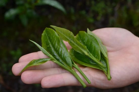 單樅茶什么季節最好喝，鳳凰單叢茶春茶好還是秋茶好？