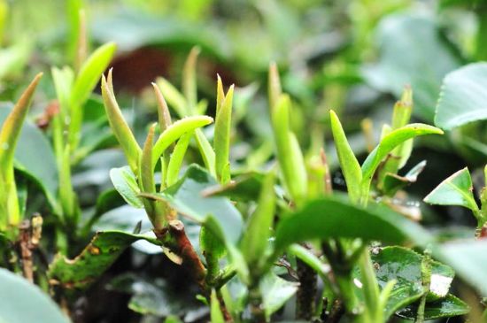 單樅茶什么季節最好喝，鳳凰單叢茶春茶好還是秋茶好？