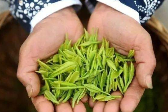 摘茶葉最快的方法，采摘茶葉怎么才能快？