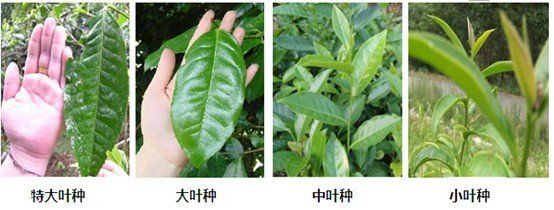 摘茶葉最快的方法，采摘茶葉怎么才能快？