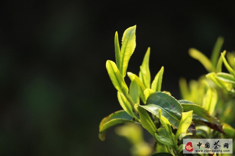 茶樹茶芽圖片