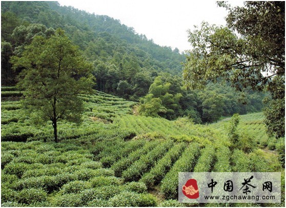 黃山毛峰有機茶的種植技術(shù)