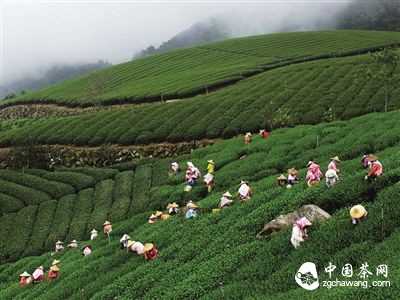 春茶，每年茶友關(guān)注的頭等大事。最早采摘的明前茶清明前7天左右開(kāi)采，尤其受到青睞。