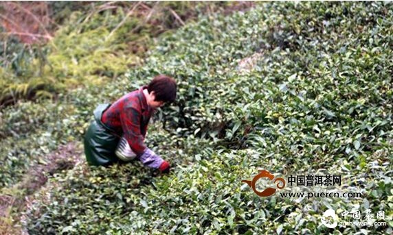 福鼎點(diǎn)頭：第一茬春茶已開采