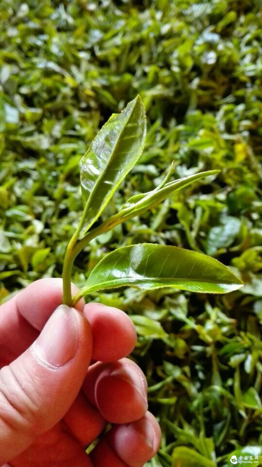 第二屆兩岸四地茶文化高峰論壇暨第十四屆中國普洱茶節舉行第一次籌備會(huì )