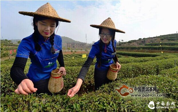 福州首采2015年春茶 開(kāi)制福州茉莉花茶