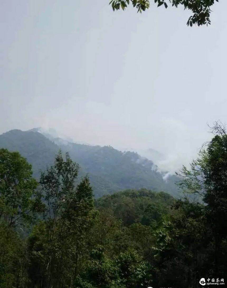 彎弓火災明火已滅，受災茶園上千畝！彎弓寨盧隊長(cháng)播報最新?tīng)顩r