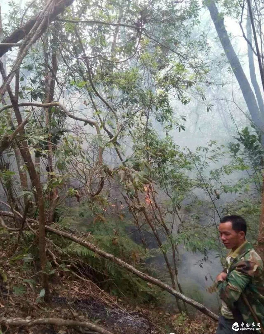 彎弓火災明火已滅，受災茶園上千畝！彎弓寨盧隊長(cháng)播報最新?tīng)顩r