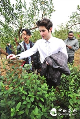 真假地產(chǎn)碧螺春“打擂臺”老外聞香辨味也十分專(zhuān)業(yè)