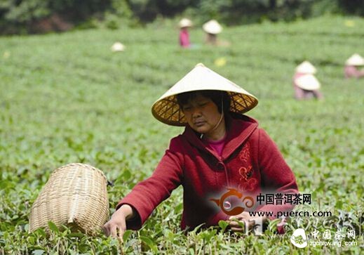 無(wú)錫:本地春茶下周上市 價(jià)格預計與去年持平