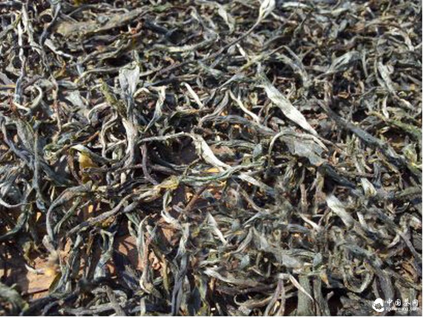 云南普洱春茶價(jià)回落 茶農茶商感到很寬慰