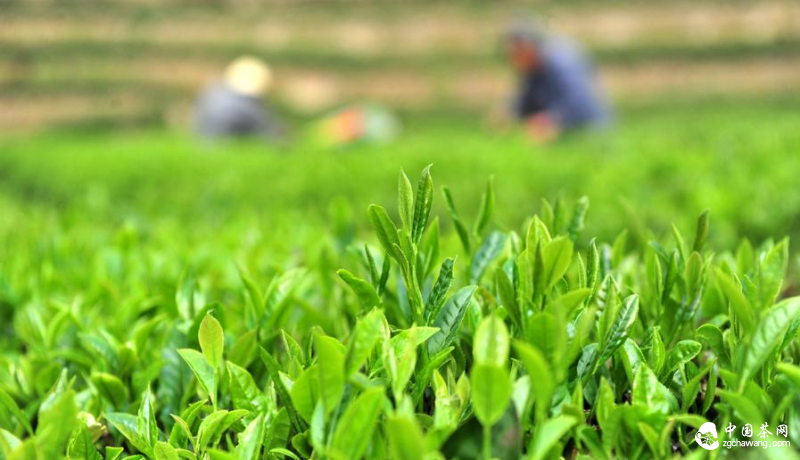 茶農在茶山采摘春茶