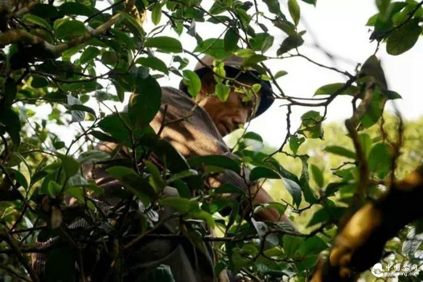 茶山秩序破壞者「背后的邏輯」