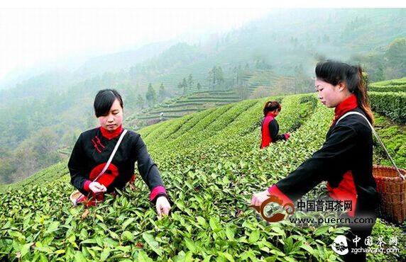 十堰：武當?shù)啦栝_園采摘春茶