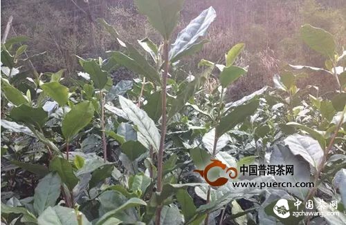 【茶播報(bào)】3月26日春茶播報(bào) 