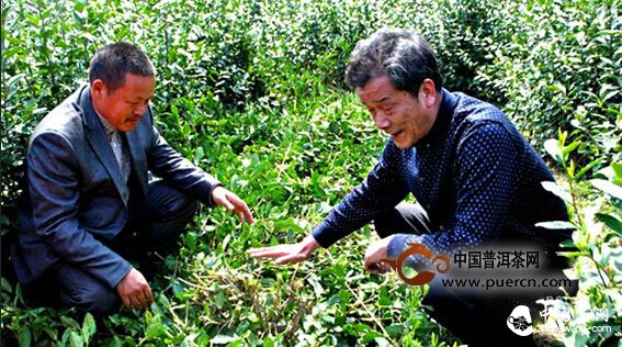 永嘉烏牛早茶喜獲豐收 專家指導(dǎo)茶園管理