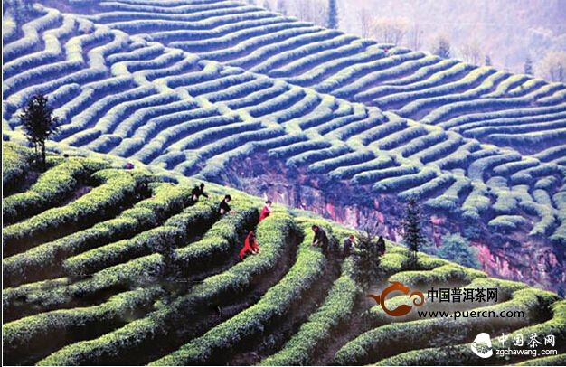 瀘州納溪躋身四川茶產(chǎn)業(yè)十強(qiáng) 
