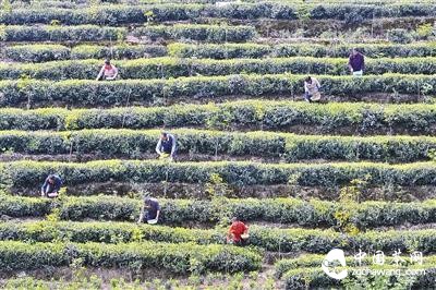 重慶茶葉市場:春茶大量上市 簡裝茶更受歡迎
