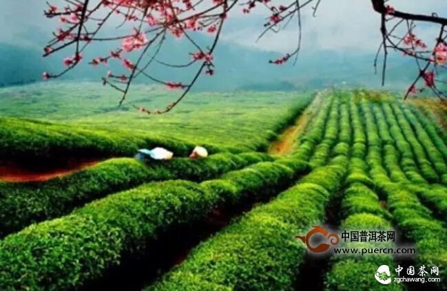 2015中國(guó)茶葉流通協(xié)會(huì)——安吉茶情