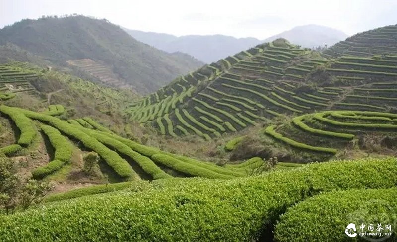 品牌茶企和交易市場(chǎng)上的新茶：大家同是茶葉 為何差別就這么大呢？