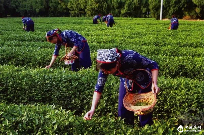 品牌茶企和交易市場(chǎng)上的新茶：大家同是茶葉 為何差別就這么大呢？