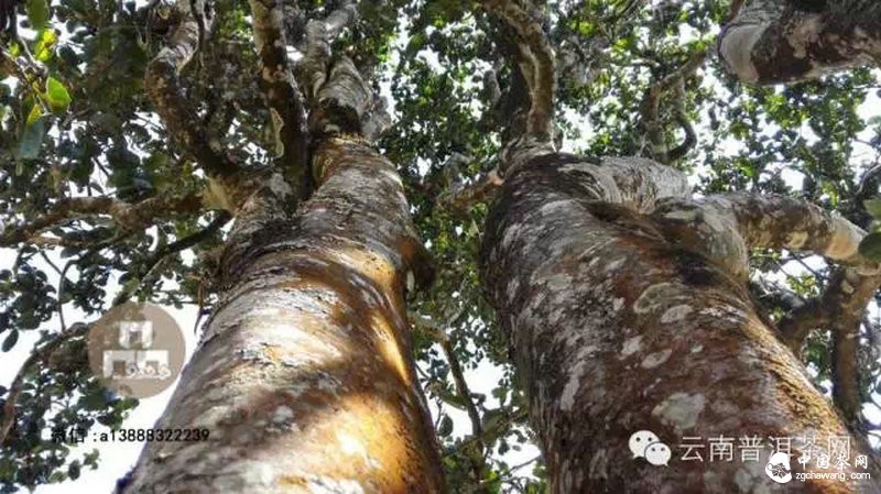 2015云南茶山全程實(shí)錄 千里足跡