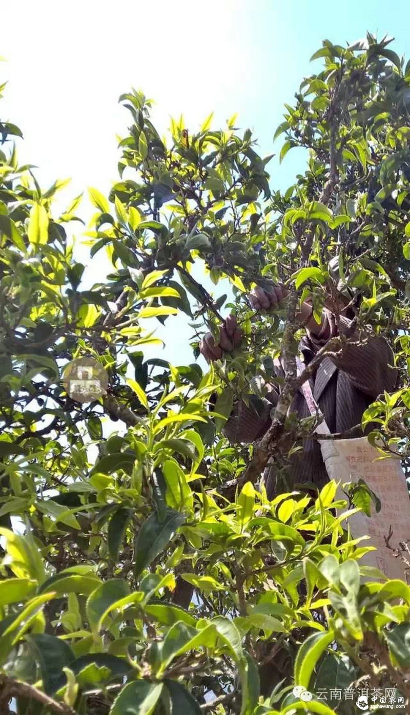 2015云南茶山全程實(shí)錄 千里足跡