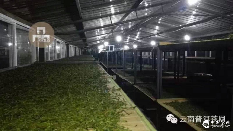 2015云南茶山全程實(shí)錄 千里足跡