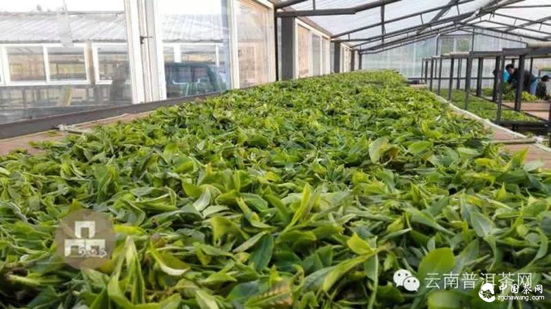 2015云南茶山全程實(shí)錄 千里足跡