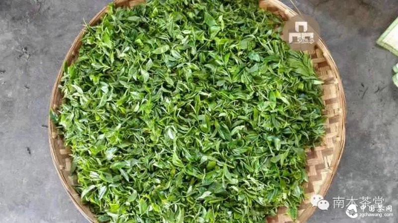 你喝的茶生長(cháng)在這里 你看見(jiàn)過(guò)嗎？