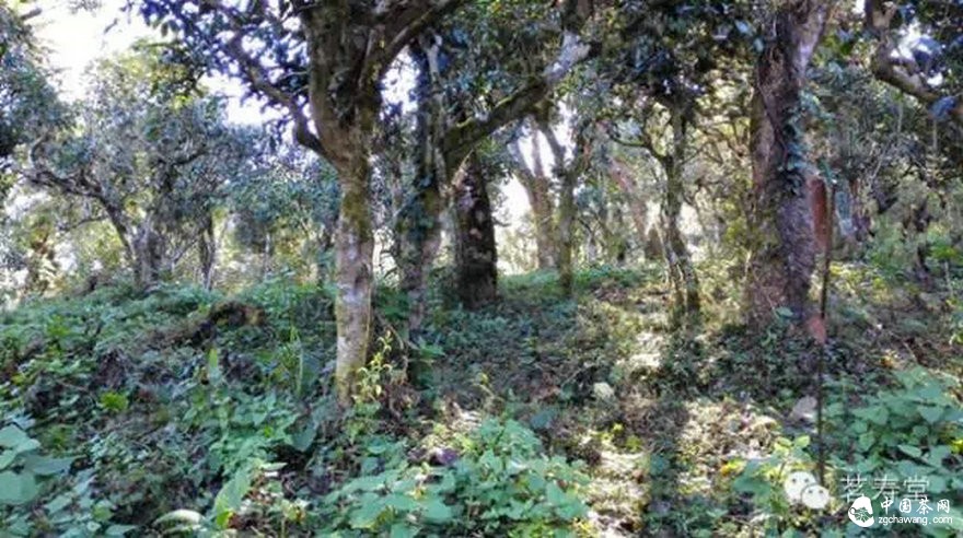 2015春茶 那些說(shuō)法的背后