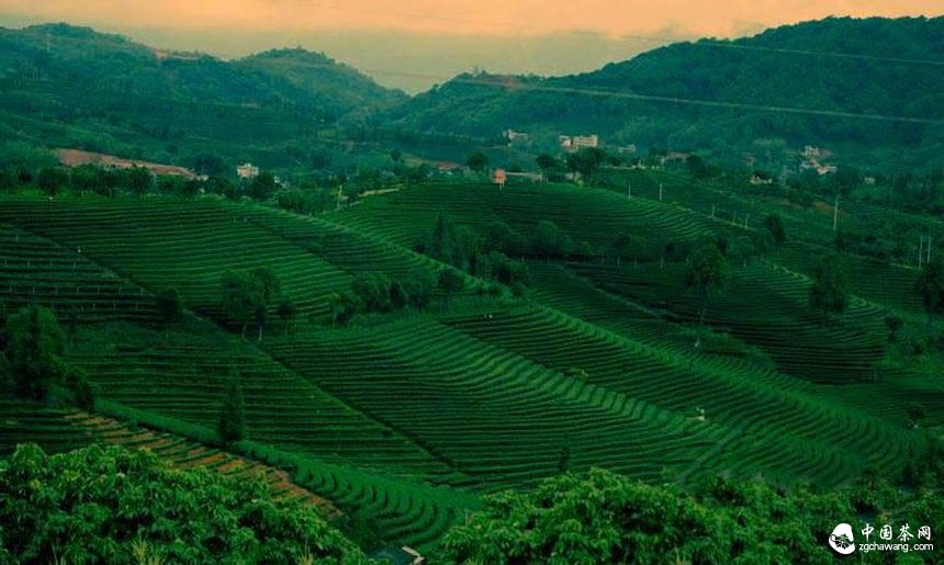 普洱茶投資分析:市場(chǎng)消耗決定茶市冷熱