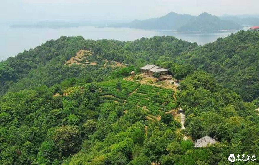 普洱茶市場(chǎng)：需理性喝茶！