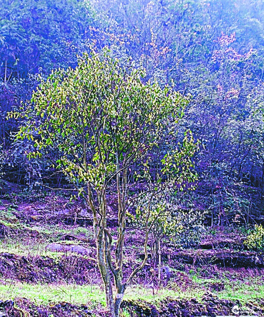 習(xí)水國(guó)家級(jí)自然保護(hù)區(qū)：千株古茶樹(shù) 藏在深山中