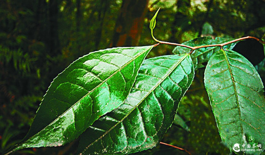習(xí)水國(guó)家級(jí)自然保護(hù)區(qū)：千株古茶樹(shù) 藏在深山中