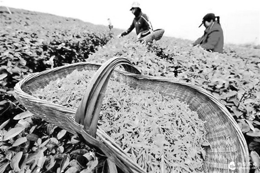濟南不同品種綠茶價差達20倍 茶農(nóng)：高價都是炒出來的