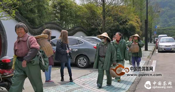 西湖龍井到底多少錢一斤？ 