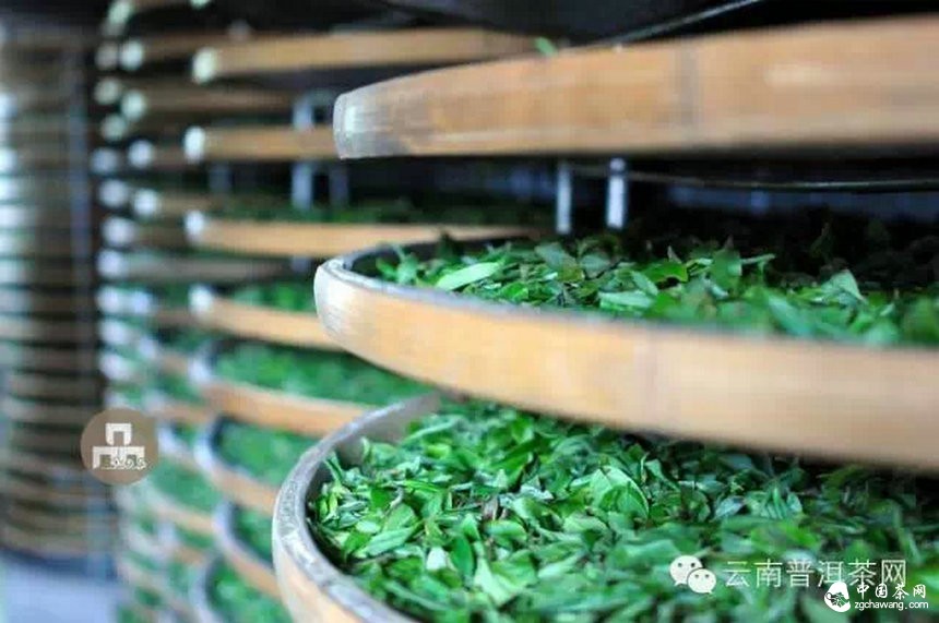 古樹(shù)紅茶采摘、加工、沖泡