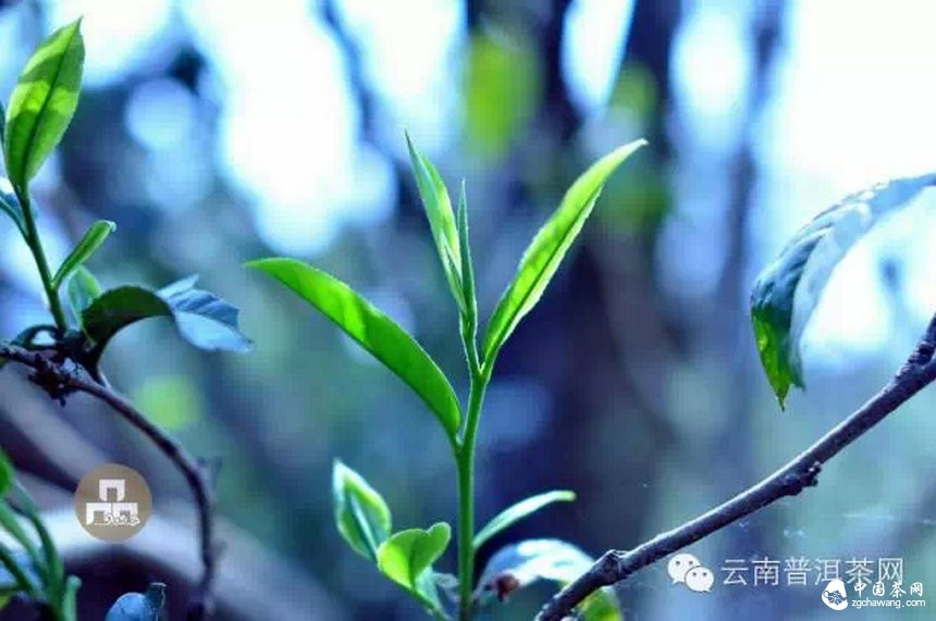 古樹(shù)紅茶采摘、加工、沖泡