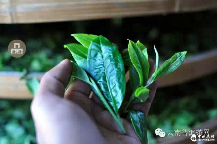 古樹(shù)紅茶采摘、加工、沖泡