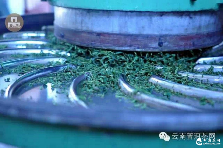 古樹(shù)紅茶采摘、加工、沖泡
