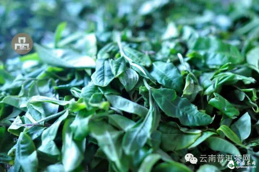 古樹(shù)紅茶采摘、加工、沖泡