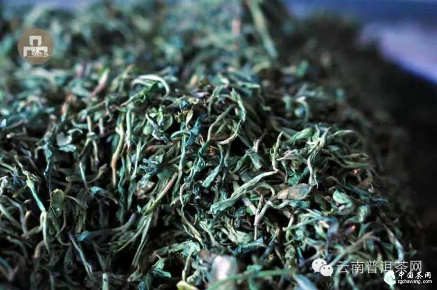 古樹(shù)紅茶采摘、加工、沖泡