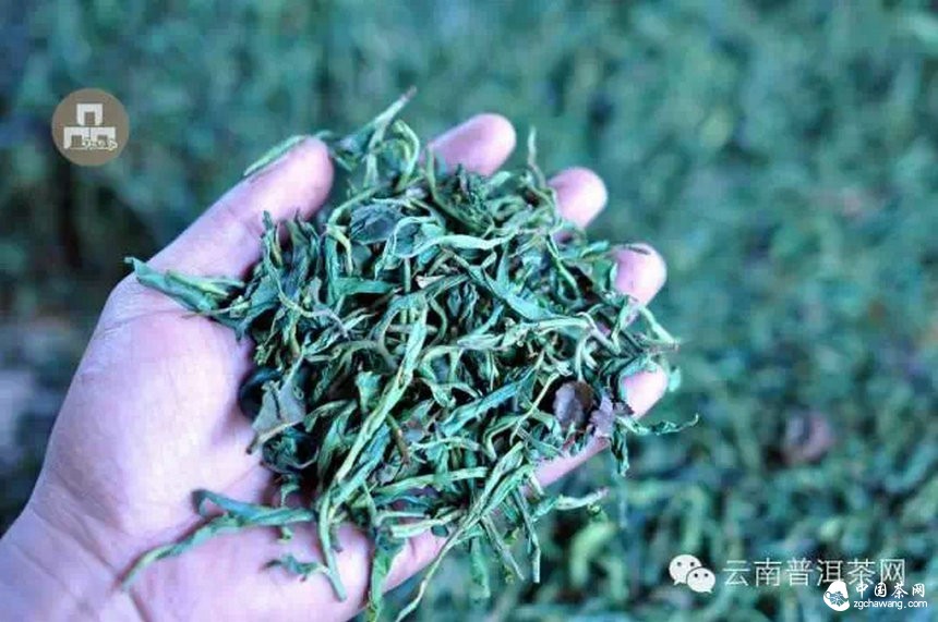 古樹(shù)紅茶采摘、加工、沖泡